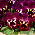 Виола крупноцветковая Маммот Сангрия пунш Виола крупноцветковая Маммот Сангрия пунш