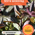 Мята Шоколад Мята Шоколад