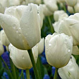 Тюльпан Букетный Weisse Berliner Тюльпан Букетный Weisse Berliner