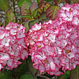 Гортензия крупнолистовая Мирей