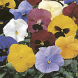 Виола крупноцветковая Дельта Микс Виола крупноцветковая Дельта Микс