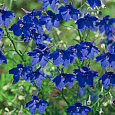 Дельфиниум (живокость) Крупноцветковый Blauer Zwerg Дельфиниум (живокость) Крупноцветковый Blauer Zwerg