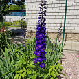 Дельфиниум культурный Черный рыцарь Дельфиниум культурный Черный рыцарь