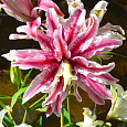 Лилия Magic Star