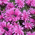 Монарда гибридная Пинк Лэйс Монарда гибридная Пинк Лэйс
