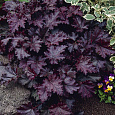 Гейхера Палас Парпл