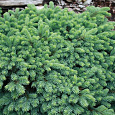 Ель колючая Waldbrunn