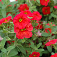 Калибрахоа Cabaret Scarlet Калибрахоа Cabaret Scarlet