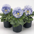 Виола крупноцветковая Матрикс Блю Виола крупноцветковая Матрикс Блю