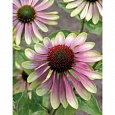 Эхинацея пурпурная Фонтейн Пинк Ай Эхинацея пурпурная Фонтейн Пинк Ай