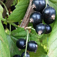 Смородина черная Созвездие Смородина черная Созвездие