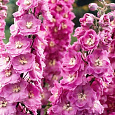 Дельфиниум (живокость) высокий Delphi's Pink Power Дельфиниум (живокость) высокий Delphi's Pink Power