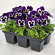 Виола крупноцветковая Экстрада Виолет Фэйс Виола крупноцветковая Экстрада Виолет Фэйс