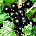 Смородина черная Добрый Джин Смородина черная Добрый Джин