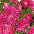 Астра китайская Ribbon Red Астра китайская Ribbon Red