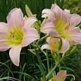 Лилейник гибридный Катерина Вудбери
