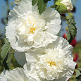 Мальва (Шток-роза) розовая Chater's Double White