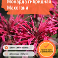 Монарда гибридная Махогани Монарда гибридная Махогани