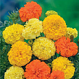 Бархатцы прямостоячие Русский Размер, смесь Бархатцы прямостоячие Русский Размер, смесь