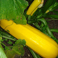 Кабачок Желтоплодный Кабачок Желтоплодный
