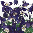 Аквилегия (Водосбор) голубая Spring Magic Navy And White
