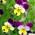 Виола (Фиалка) гибридная Jumping Johnny Виола (Фиалка) гибридная Jumping Johnny