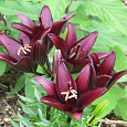 Лилия азиатская Ландини Лилия азиатская Ландини