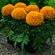 Бархатцы прямостоячие Антигуа Оранж Бархатцы прямостоячие Антигуа Оранж