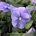 Виола крупноцветковая Матрикс Блю Виола крупноцветковая Матрикс Блю