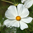 Космея Сенсация Белая