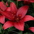Лилия азиатская Навидад Лилия азиатская Навидад