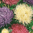 Астра коготковая Смесь окрасок Астра коготковая Смесь окрасок