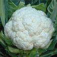 Капуста Цветная Snowball 123 Капуста Цветная Snowball 123