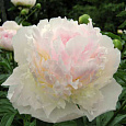 Пион молочноцветковый Fairy's Petticoat
