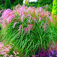Мискантус китайский Flamingo Мискантус китайский Flamingo