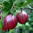 Крыжовник Финский красный