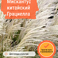 Мискантус китайский Грациелла Мискантус китайский Грациелла