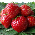Земляника садовая Сальса Земляника садовая Сальса