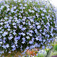 Лобелия плетистая Голубой фонтан