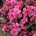 Азалия японская Рококо Азалия японская Рококо
