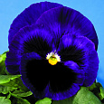 Виола крупноцветковая Селло Блю виз Блотч Виола крупноцветковая Селло Блю виз Блотч