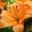 Лилия ЛА-гибрид Коралло Бич Лилия ЛА-гибрид Коралло Бич