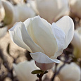 Магнолия обнаженная Юлан  Магнолия обнаженная Юлан