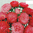 Астра китайская Ribbon Red Астра китайская Ribbon Red
