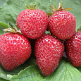 Земляника садовая Флоренс Земляника садовая Флоренс