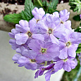 Вербена Тускани Лавендер Пикоти