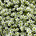 Камнеломка Арендса Highlander White Shades