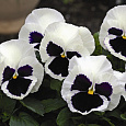 Виола крупноцветковая Маммот Гламoрама вайт