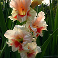Гладиолус гибридный Blush Гладиолус гибридный Blush