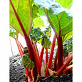 Ревень волнистый (обыкновенный) Распберри Ревень волнистый (обыкновенный) Распберри